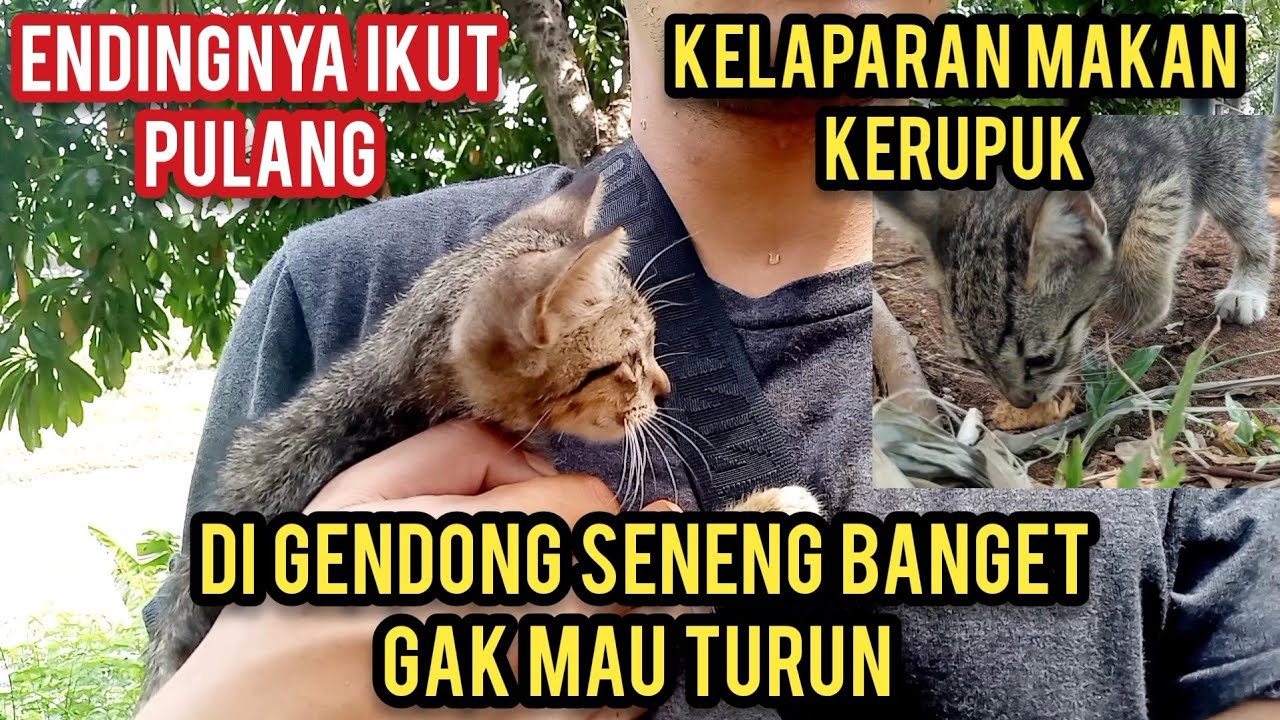 Astagfirullah Anak Kucing Menangis Kelaparan Sampai Makan Kerupuk Di Tanah Lihat Endingnya..!