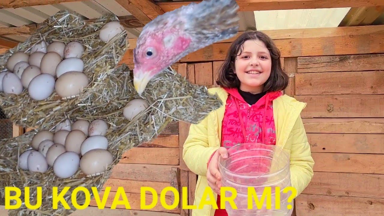 KIZIM ile YUMURTA TOPLUYORUZ🐥🥚🐥(EN İYİ YUMURTA TOPLAMA VİDEOSU)#yumurtatoplama #nekadaryumurtaçıktı