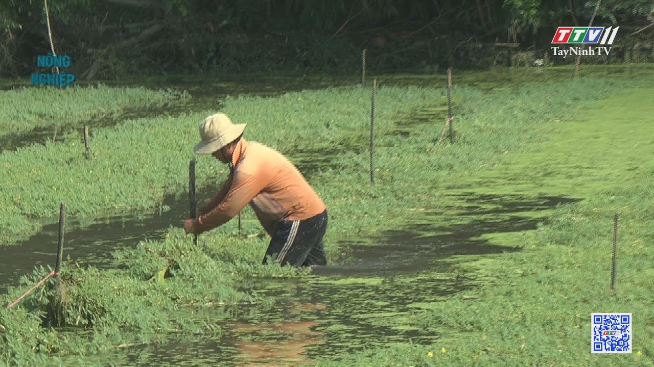 Phước Trạch chuyển đổi cây trồng | Nông nghiệp Tây Ninh | TayNinhTV