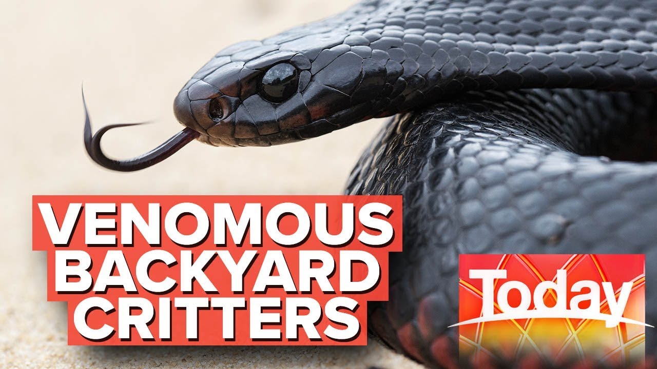 How to identify venomous snakes and spiders in your backyard | Today Show Australia
