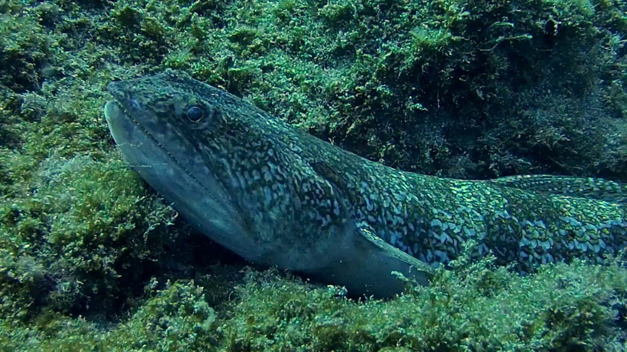Synodus saurus (Atlantic lizardfish)