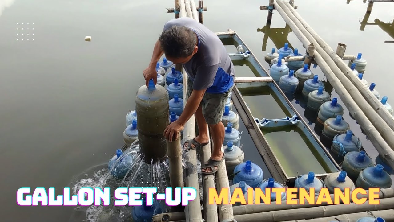 CRAB FATTENING GALLON SET-UP MAINTENANCE