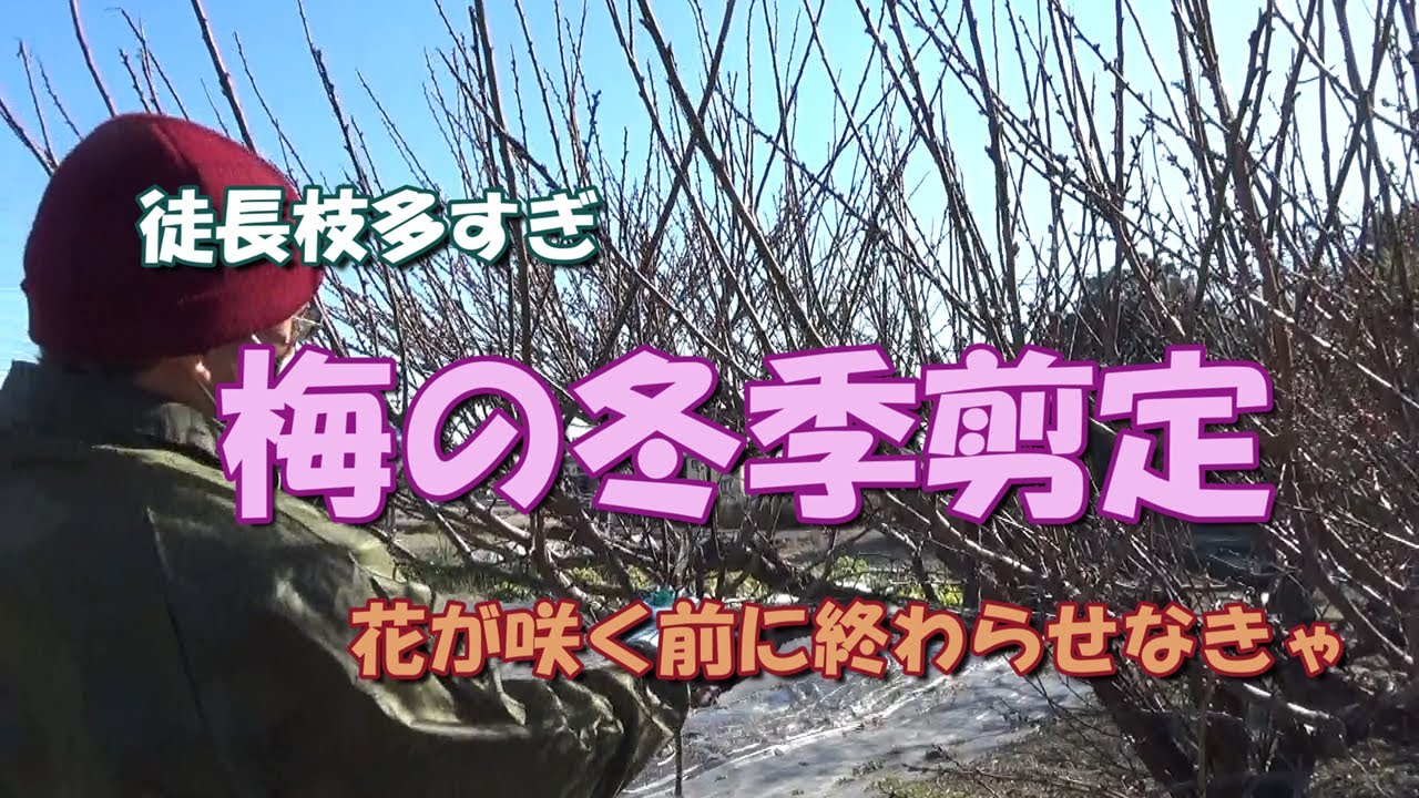 【我が家の果樹たち】梅の冬季剪定