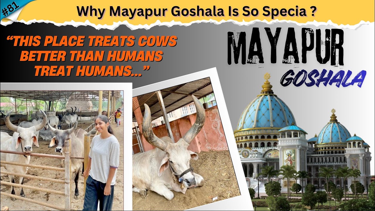 Mayapur Goshala | Why Mayapur Goshala Is So Special | Mayapur Tour