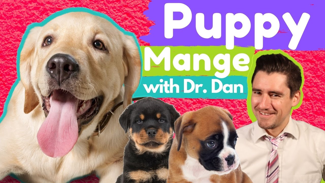 Puppy Mange or Demodex in dogs.  Dr. Dan explains these mites.