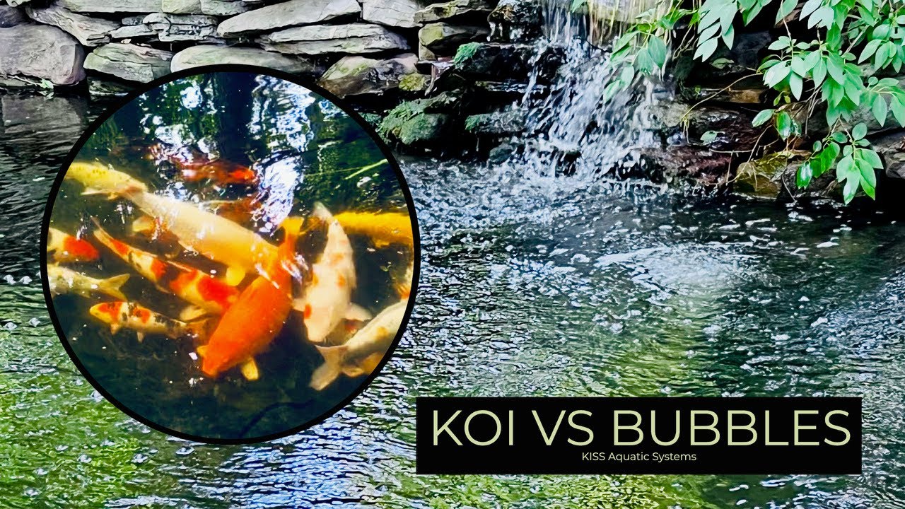 Koi vs Bubbles... Prepping the Pond for a Heat Wave