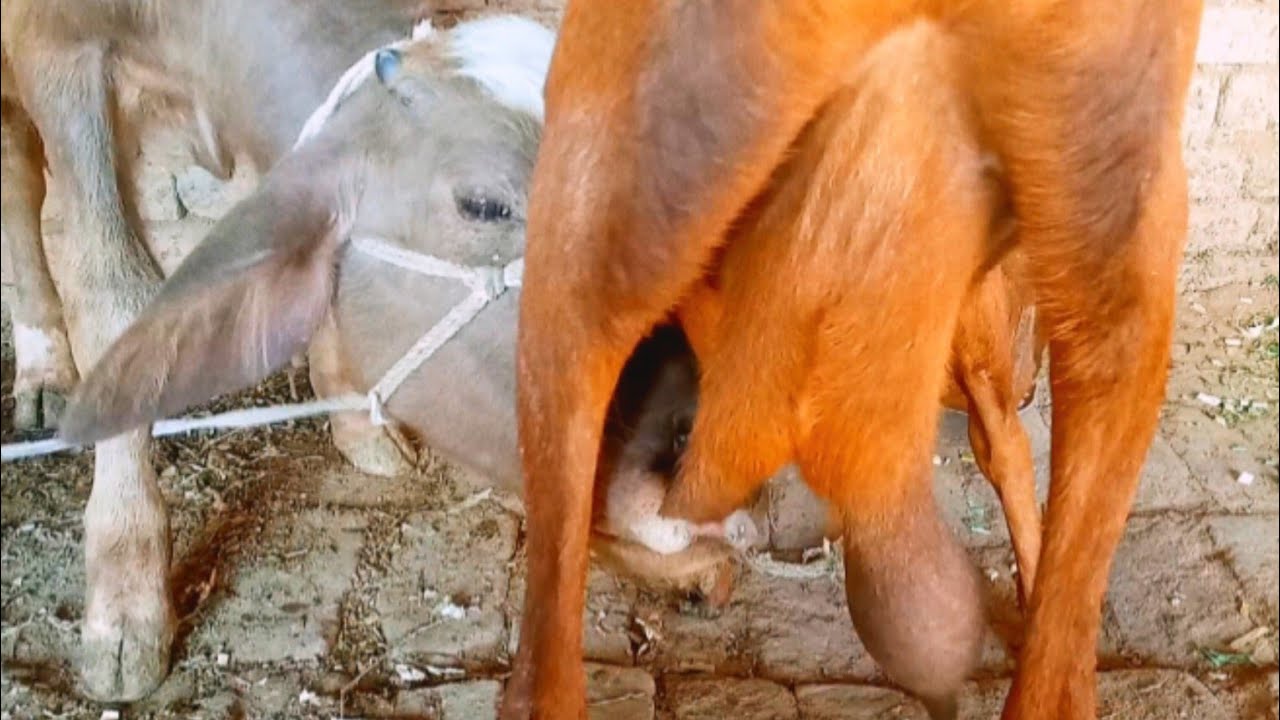 Buffalo Baby Drinking Goat Milk Daily vlog 😋