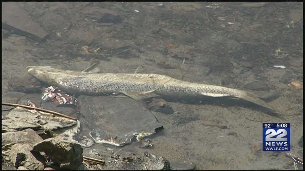 Dead fish washing up along Connecticut River in South Hadley