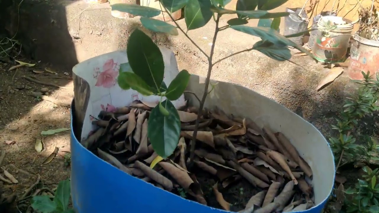 #farming #jackfruitfarming #karshakasree #youtubetrendingshorts #views #keralafarming#comedyvideo