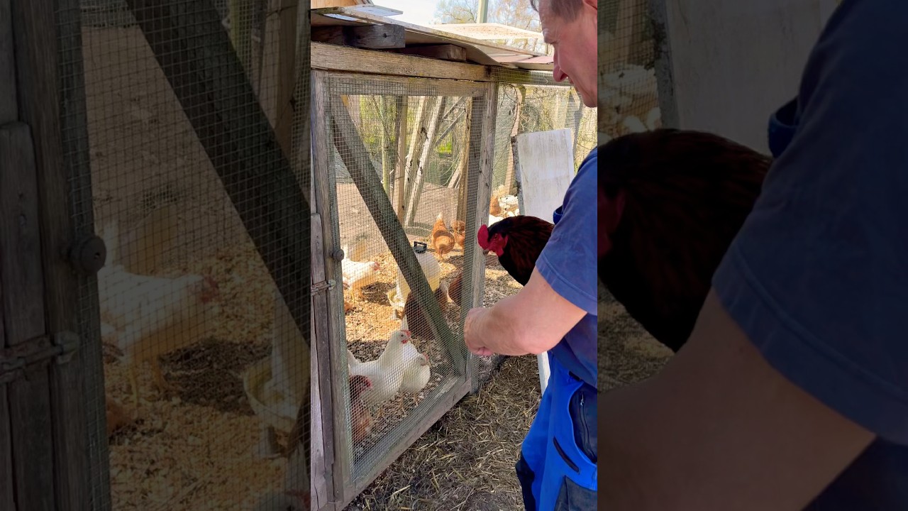 First in the harem 🤣🤣 #chicken #chickens #rooster #eggs #shortvideo #chicken #review #viral #live...