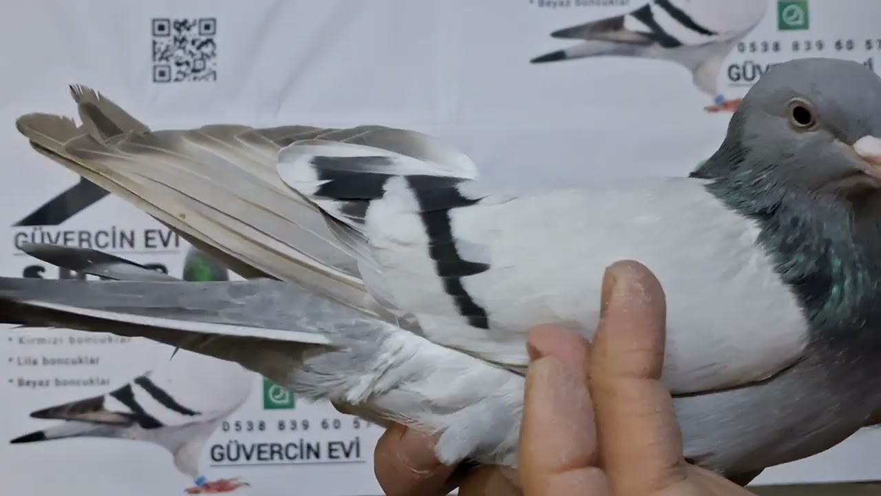 10 Numaralı sahiplendirme videomuz 