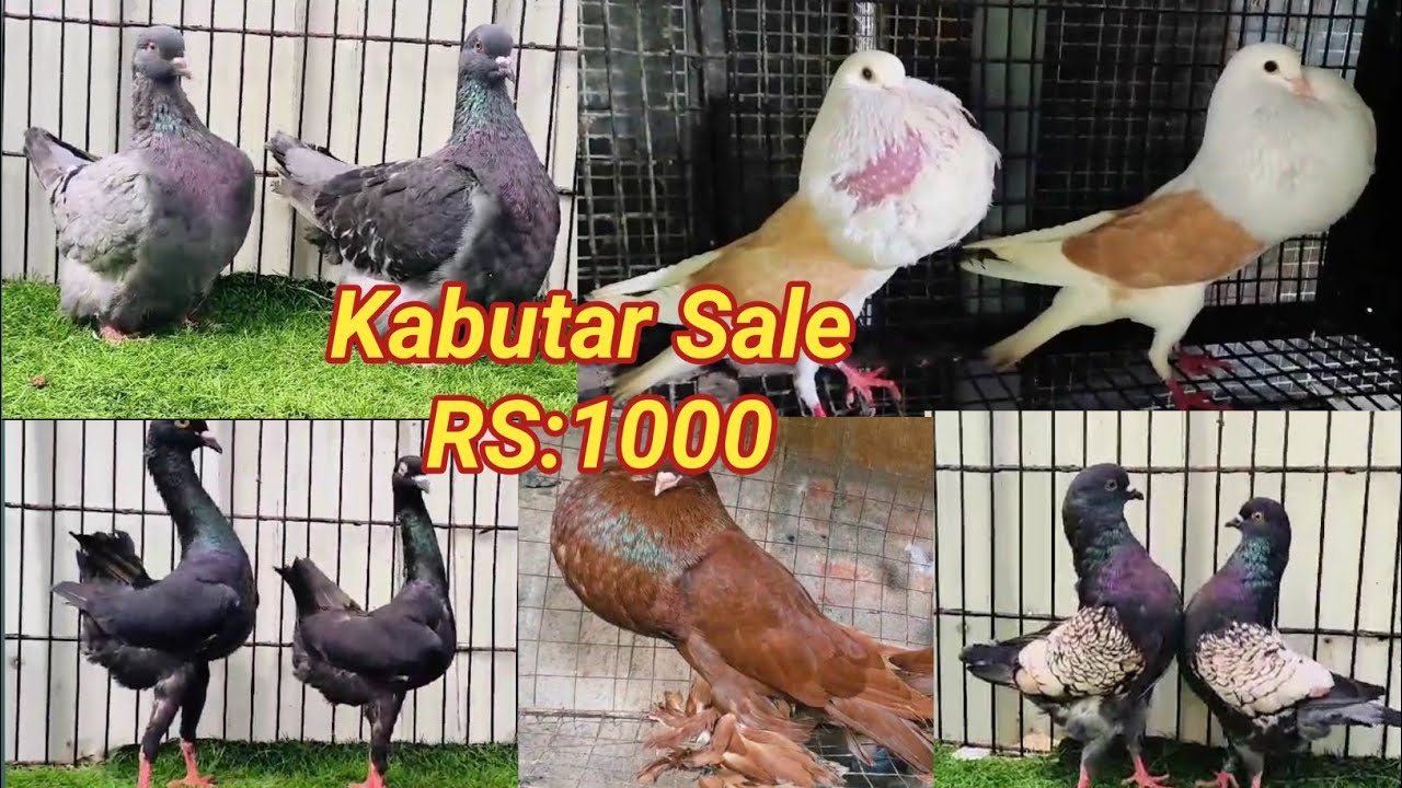 🇮🇳 Top Quality Fancy Pigeon Video | Kabutar Video | Pigeon Sale Video | Pigeon Farming