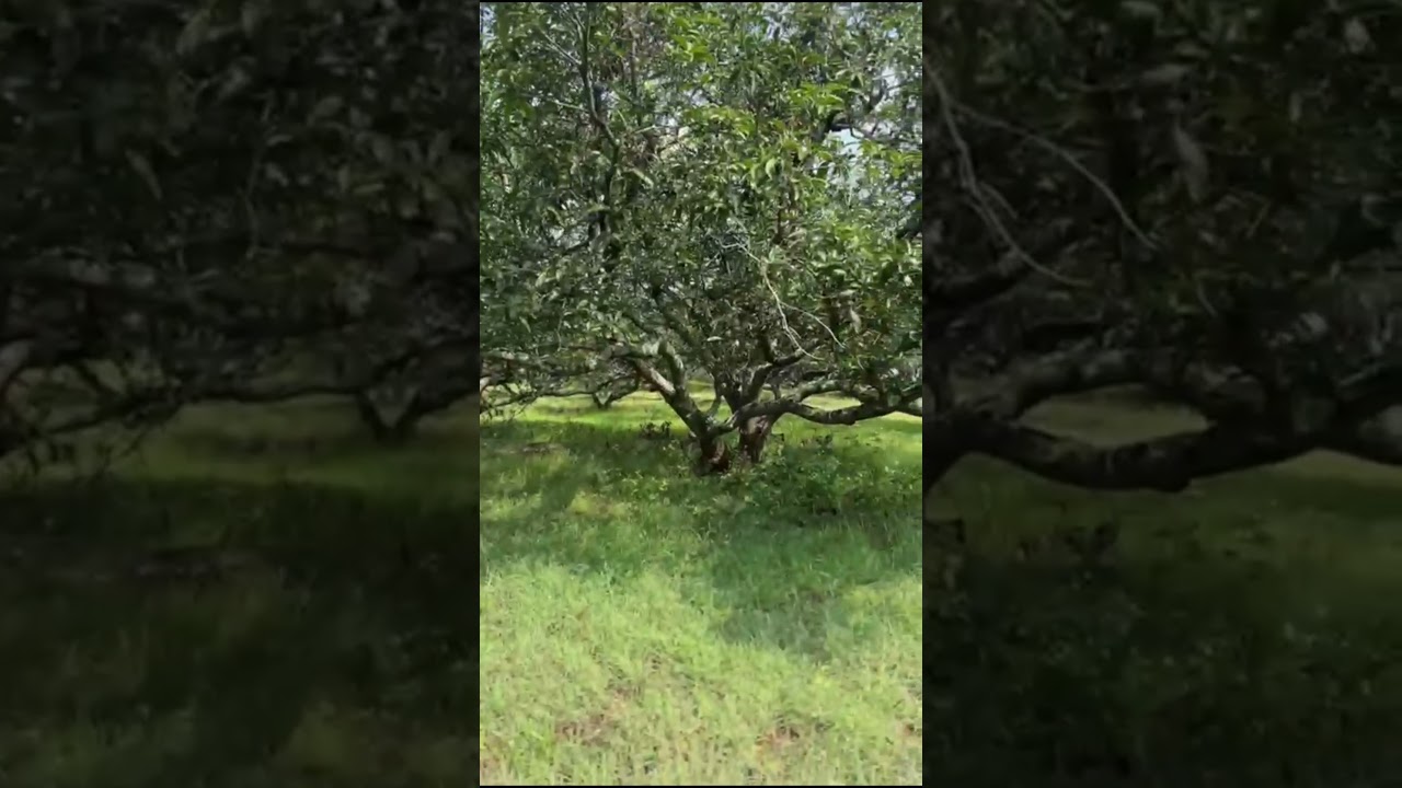Mango farm sales in Periyakulam Sothupaarai Dam  #farmland