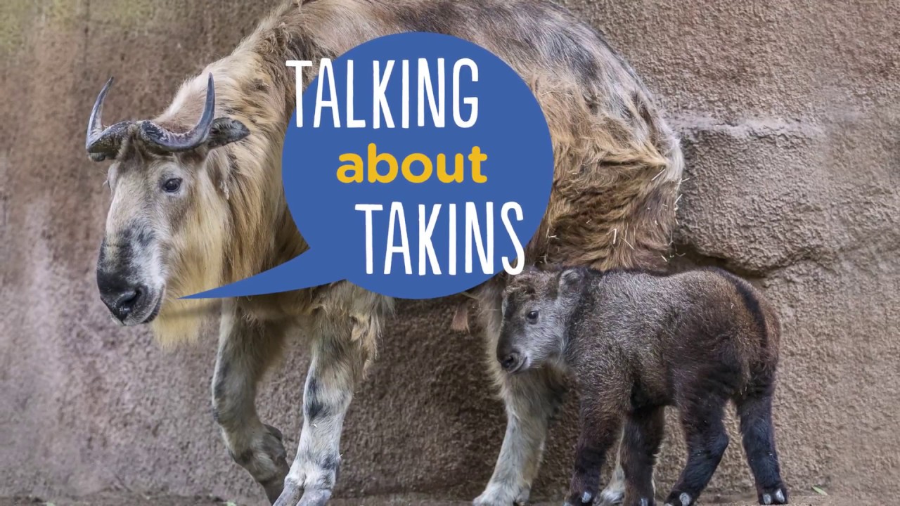 Talking about Takins