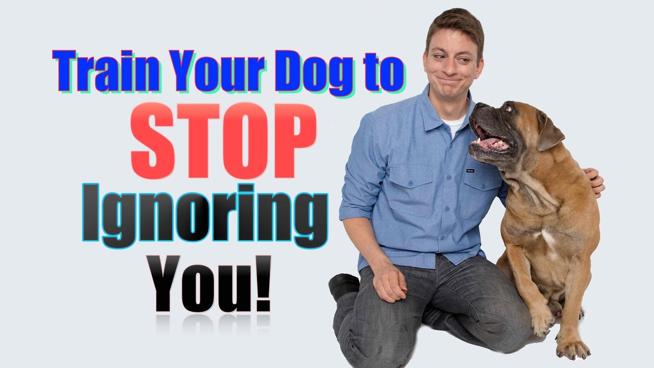 How to Get Your Dog to STOP IGNORING YOU: 2 Unexpected Dog Training Tips