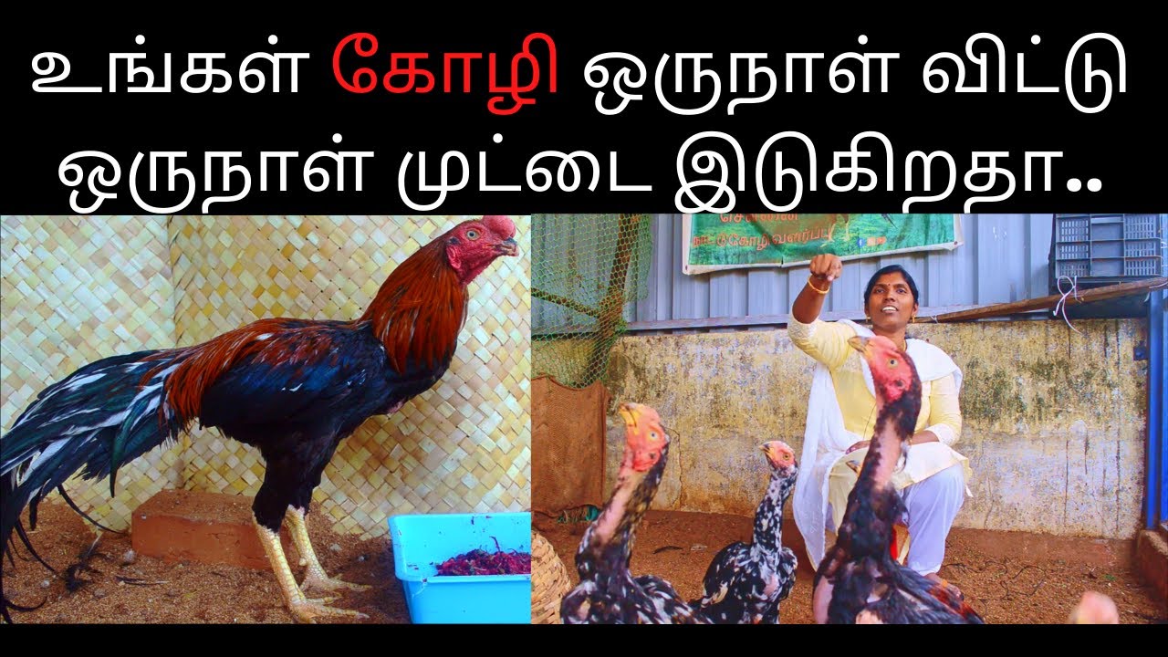 உங்கள் கோழி ஒருநாள் விட்டு ஒருநாள் முட்டை இடுகிறதா..