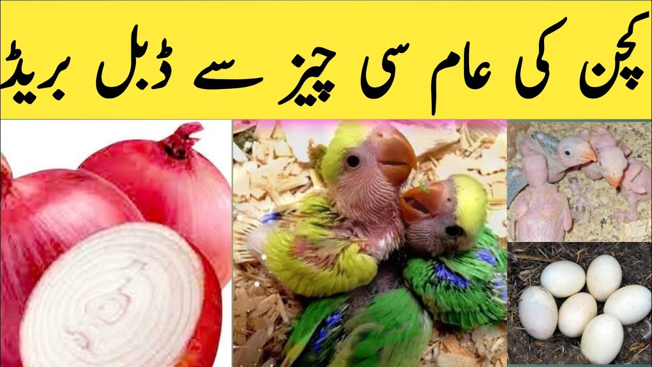 Kitchen ki aam si cheez say zabardasat breed | Birds breeding formula | Budgies parrots information
