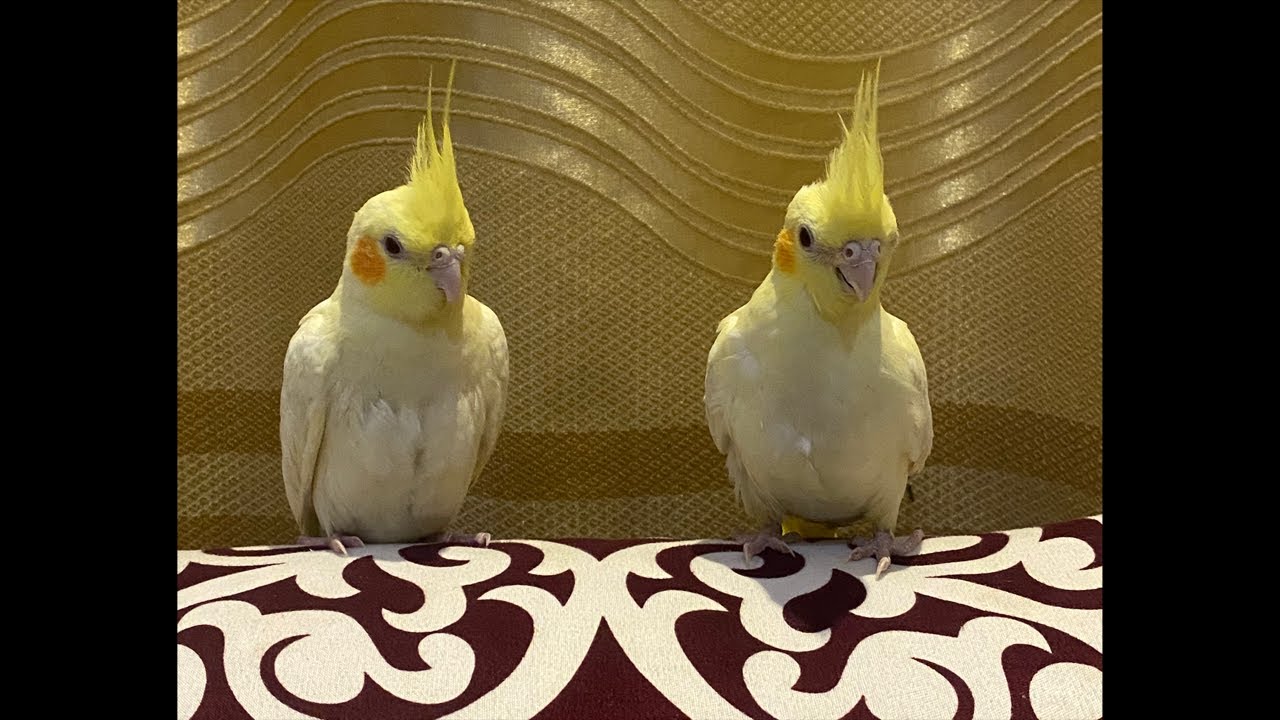 Cocktail parrots 🦜 #birdsavairy
