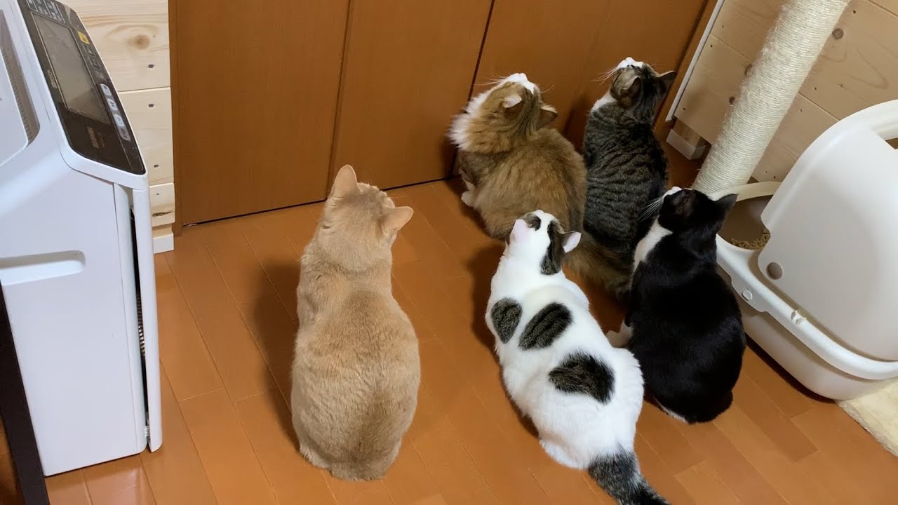 後頭部が5匹そろうと和む猫