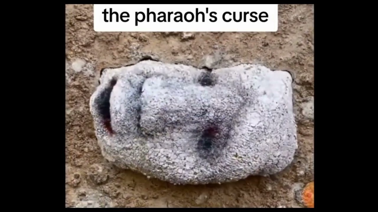 The Pharaohs curse meme compilation