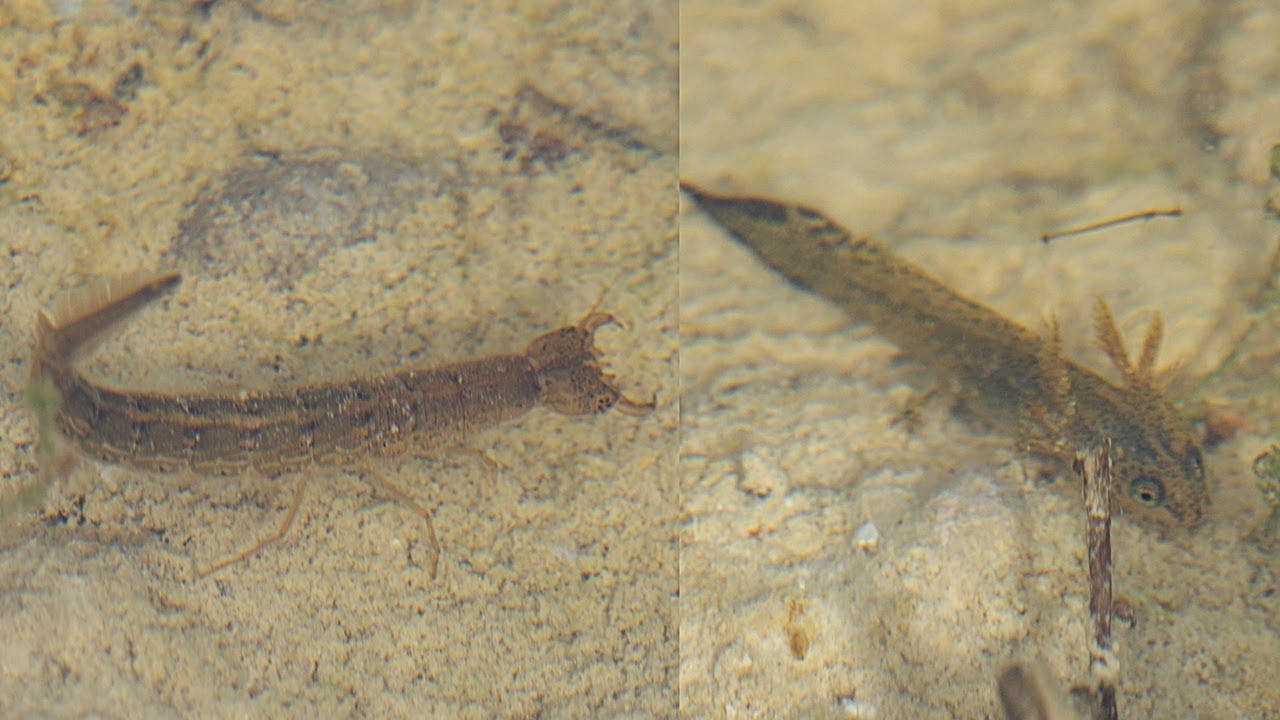 Water tiger hunting / 