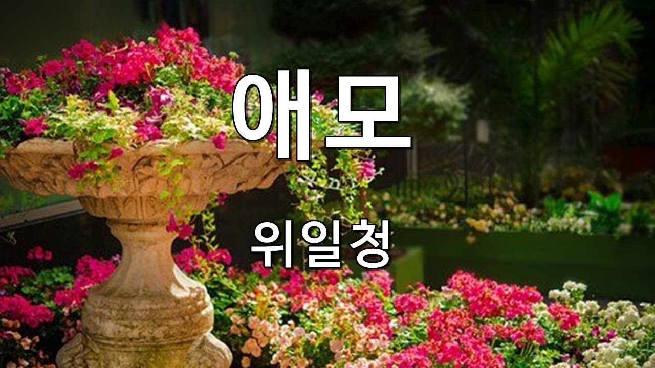 애모 위일청