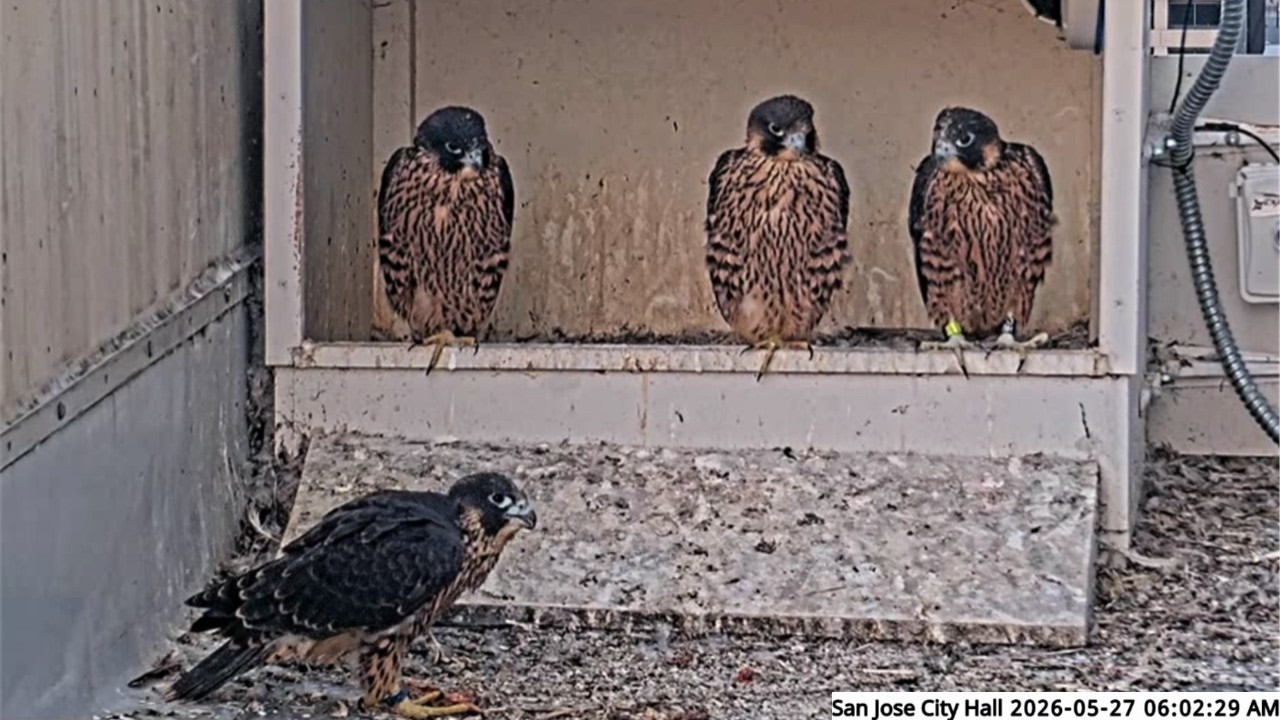 San Jose CH Falcons🪽Last Morning Together at Nest as Fledge Fever Begins🥹Walton's Fludge🍌 2026 May27