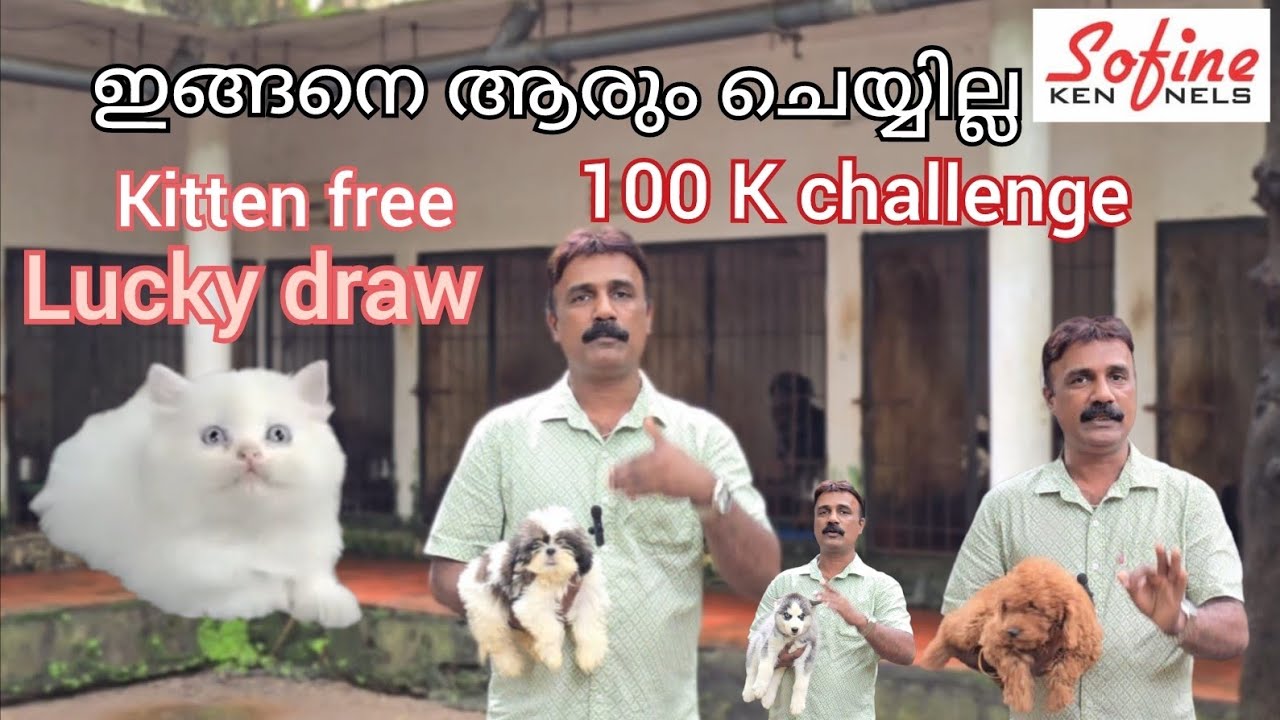 ഇങ്ങനെ ആരും ചെയ്യില്ല.       Kitten Lucky draw              Shitzhu. Husky. Poodil puppies 