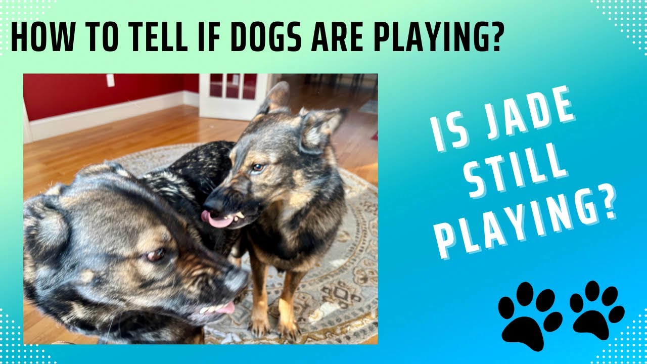 How to Tell if Dogs are Playing? Featuring Jade!