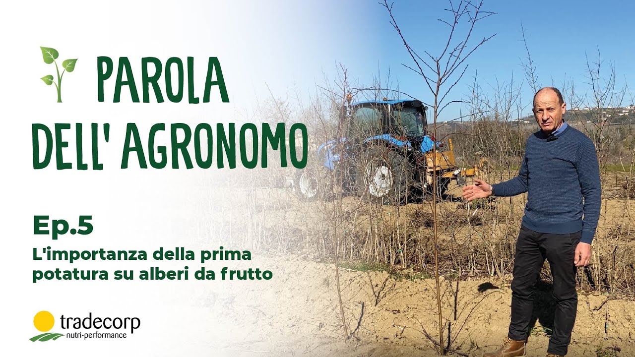 Parola dell'Agronomo - Ep. 5 L'importanza della prima potatura su alberi da frutto