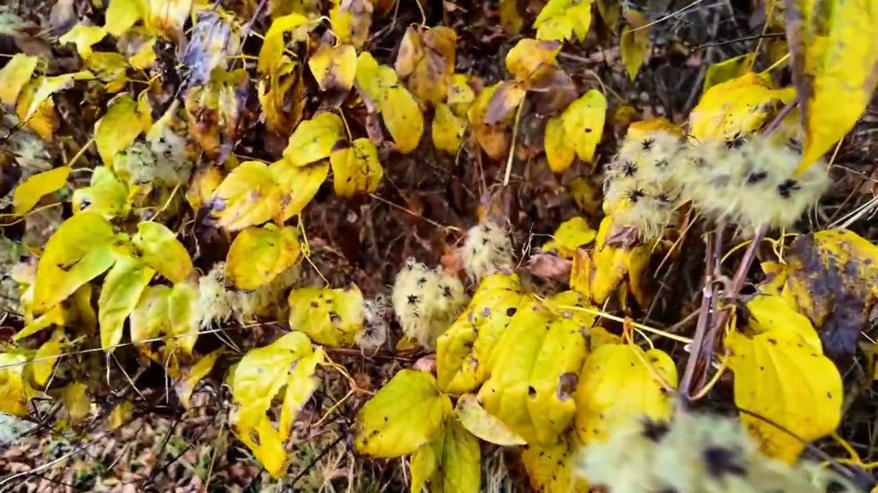 Im und am Wald 16. November 2025