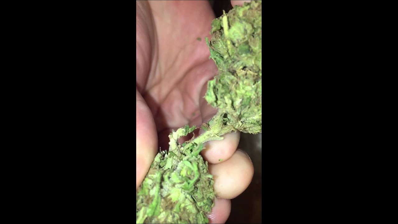 Pineapple Kush close up