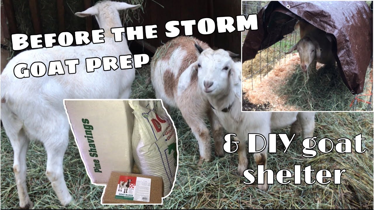 Prepping the Goats for a HUGE STORM that's coming 🥶🌨 || building Easy DIY small livestock shelter