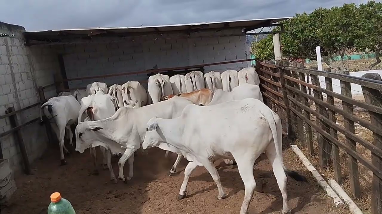 hoje foi  asim  