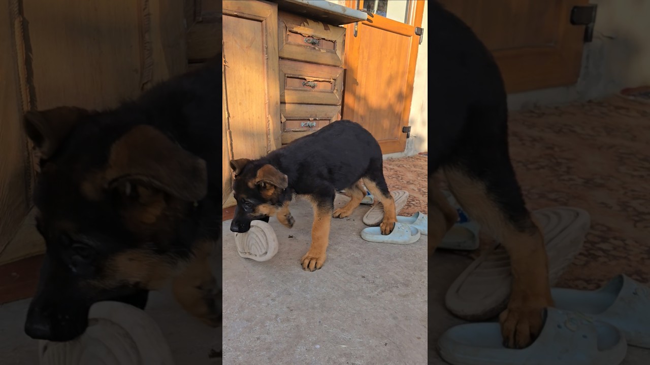 🤩Fluffy thief. Cute German Shepherd puppy steals slipper.