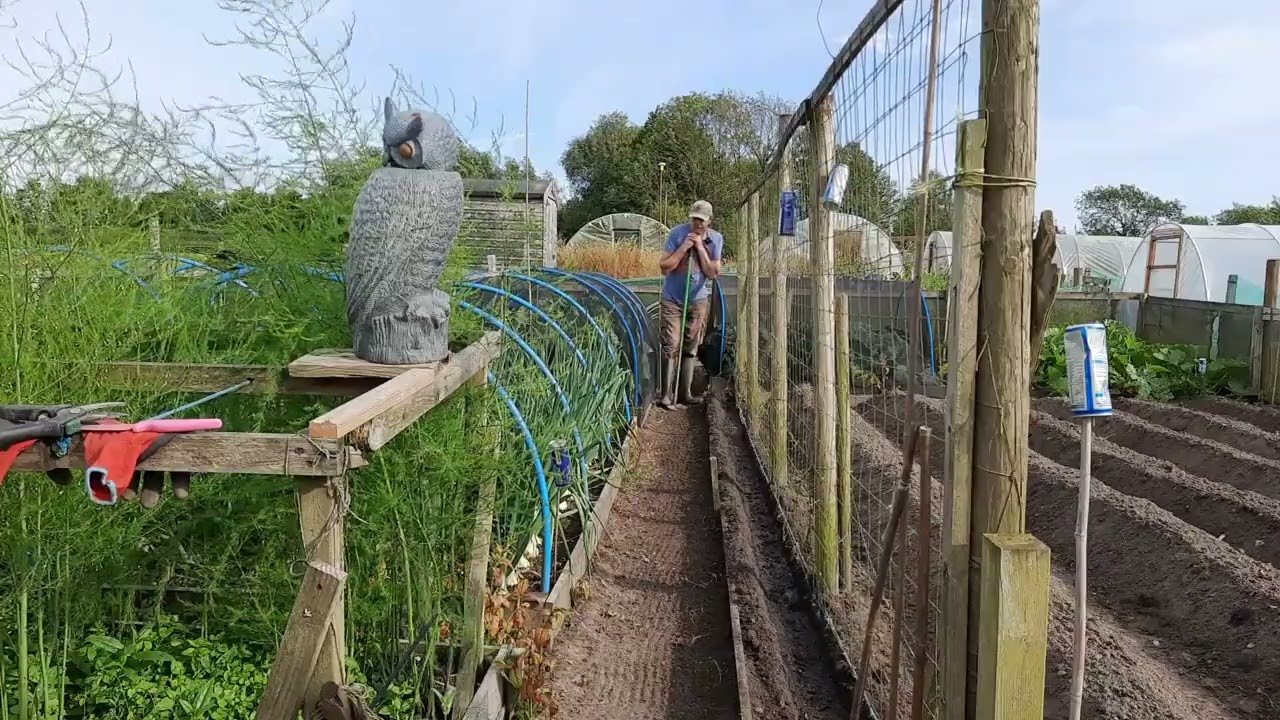 Allotment update 25/7/24 Blight hits and Cauliflower glut.