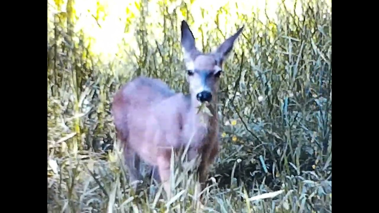 8mm Yosemite National Park 1969