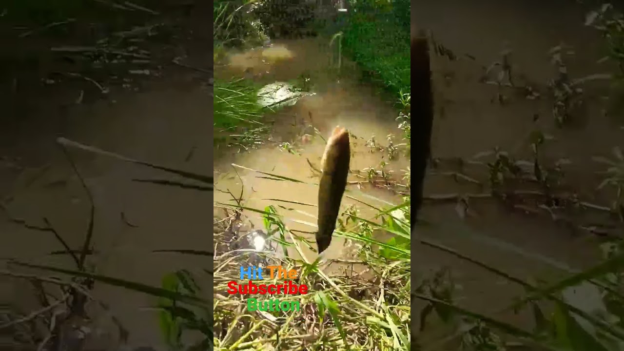 😘 murrel fish 🐟 catching in tiny pond #viral #shorts #trending