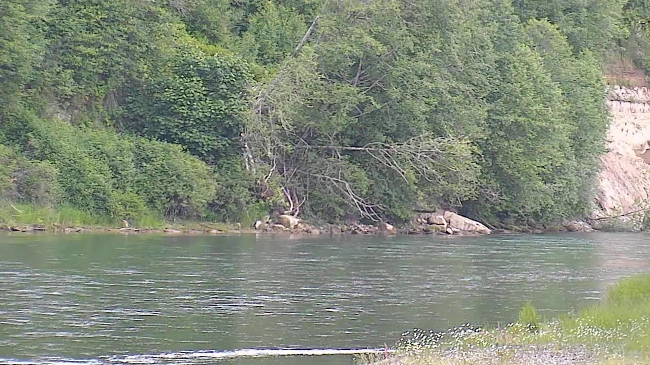 Cowlitz River Live Cam 2