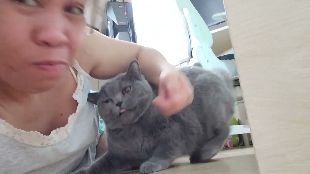 MY DAY WITH HUNGRY CAT CARBON 🐈 SNACK FEEDING TIME ROUTINE