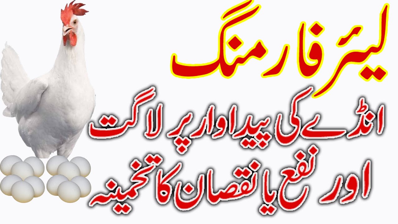 Poultry Farming | Cost of Egg Production | Hindi | Urdu