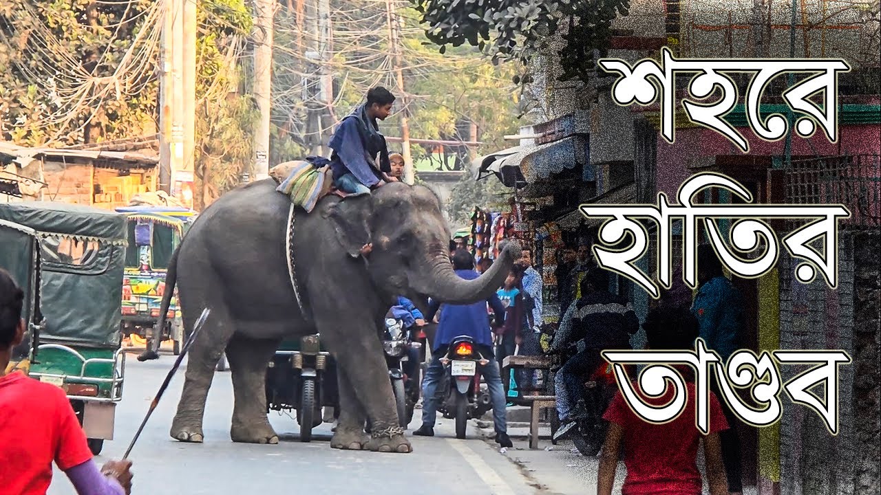 শহরে হাতির তান্ডব | রাজশাহী | Explore With Bfine