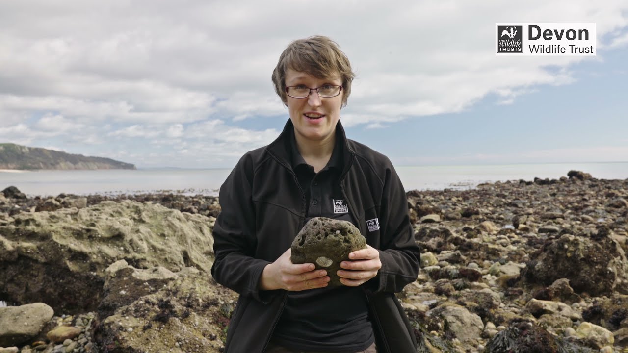 How to go on a rockpool adventure