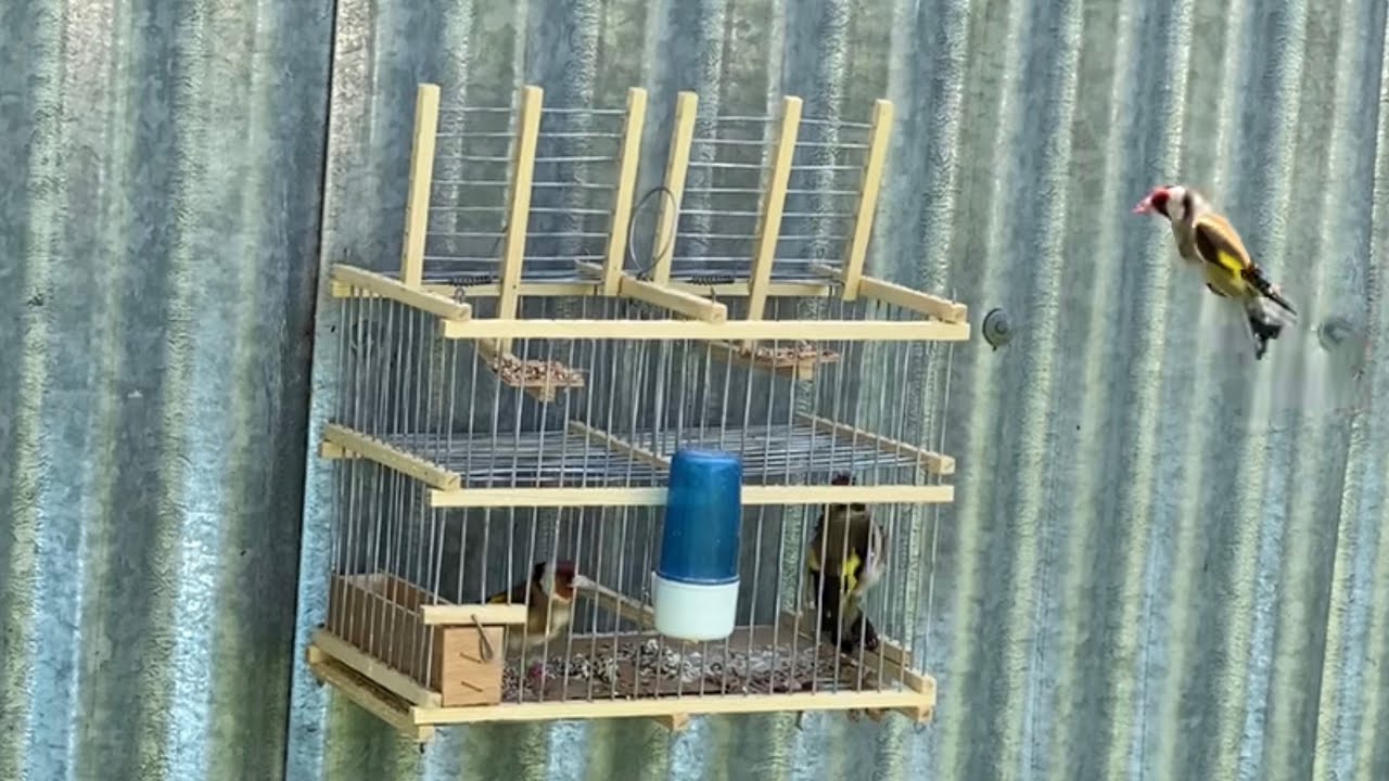 لحظة مؤثرة: الحسون لم يترك أنثاه أبدًا! | شاهد المفاجأة !! #birds #bird #trap