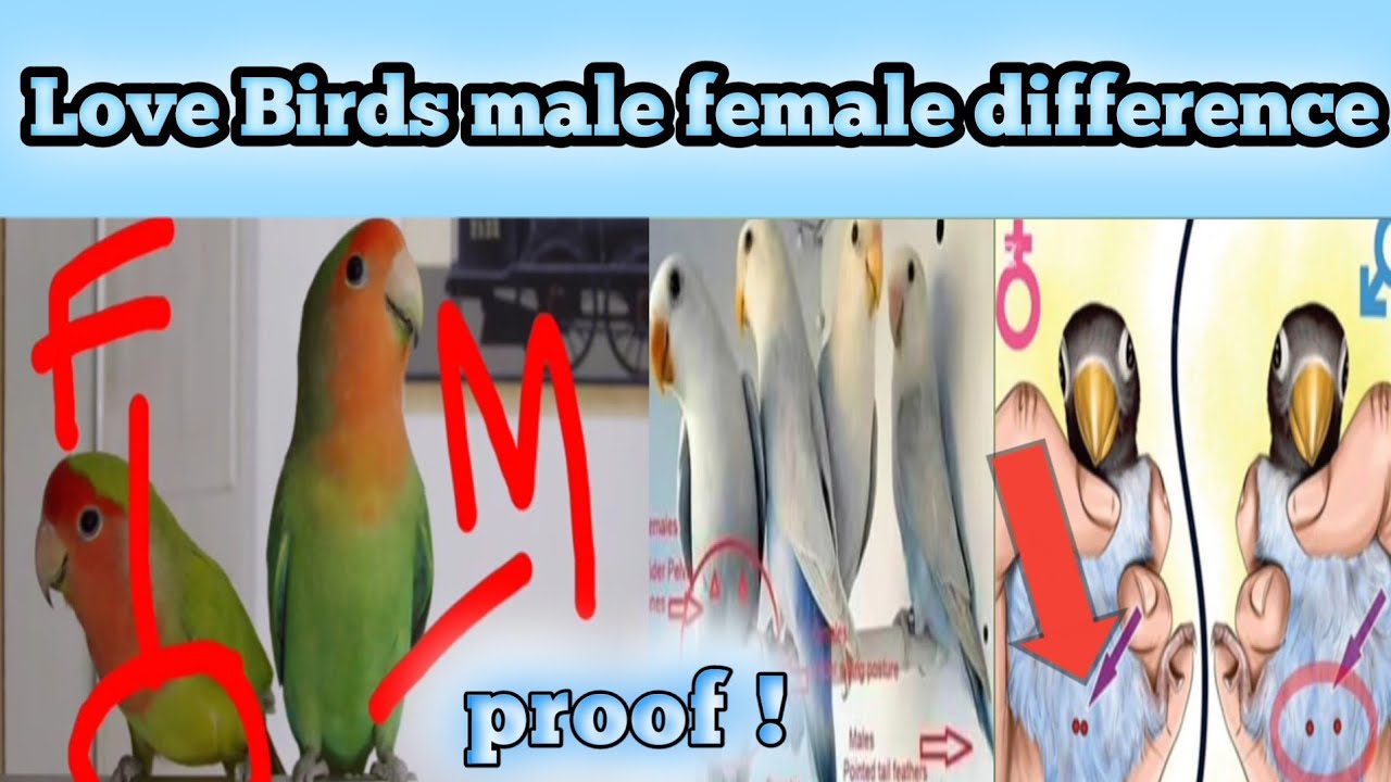 Love bird male female difference| LUTINO lovebirds male female difference Umair Bird breeding