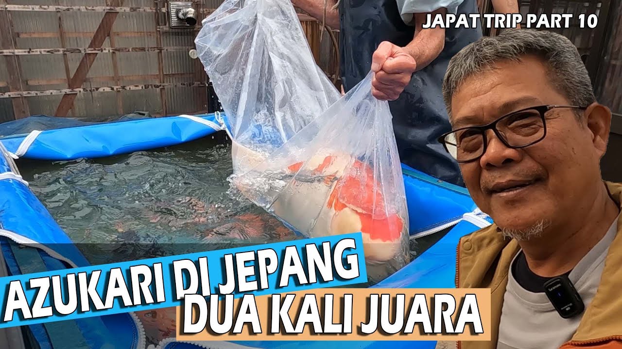 BELI IKAN KOI DI JEPANG TIDAK DIBAWA PULANG 2 KALI JUARA | AZUKARI KOI JEPANG