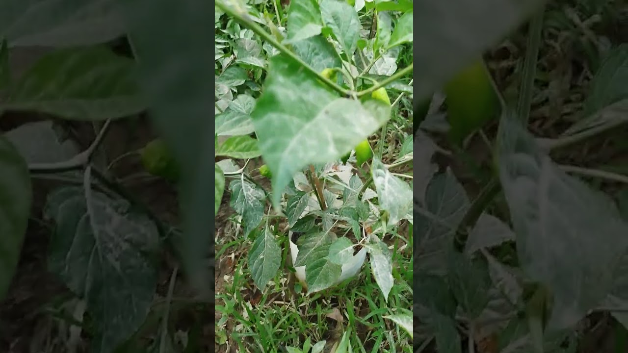 အော်ဂဲနစ်ငရုပ်စိုက်ခင်းလေး#garden #nature #smallscalefarming #chilliplant 