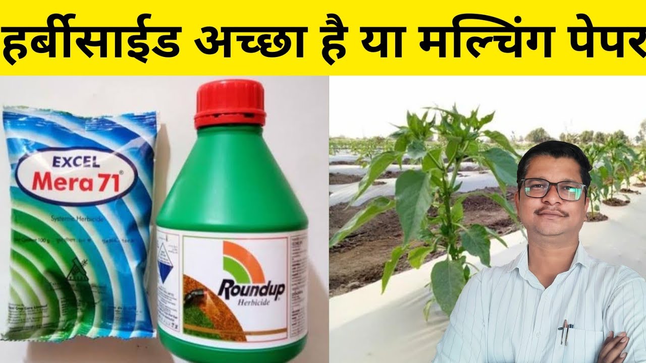 हर्बीसाईड और मल्चिंग पेपर में बढिया तरिका । herbicide | mulching paper