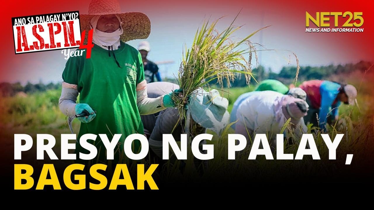 Presyo ng palay bumagsak, kita ng magsasaka apektado