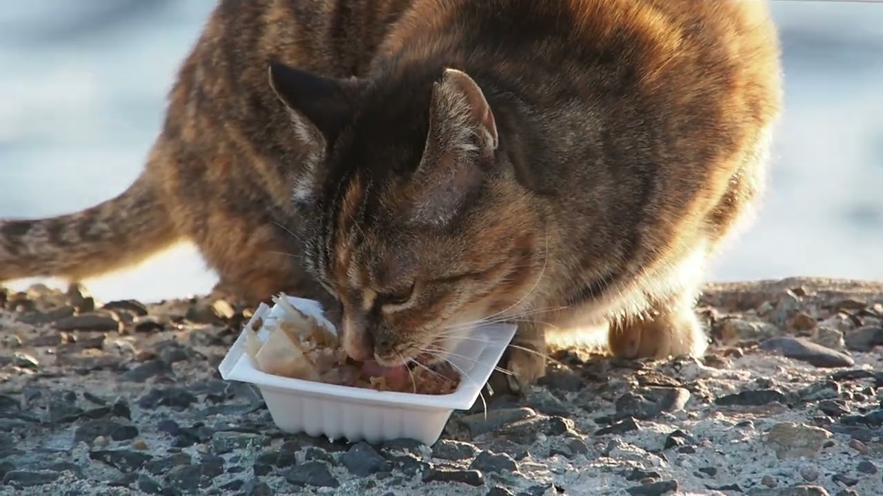 地域猫の暮らし2026/01/25 シャー,グー,ママ,野鳥,海,富士山